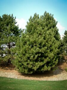 Сосна Чёрная (Pinus Nigra) купить по цене от 270.00р. в интернет-магазине «Посадика» с доставкой почтой в в Новый Уренгойе и по всей России – [изображение №1].