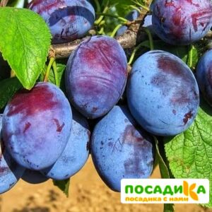 Слива Чачакская ранняя купить по цене от 229.00р. в интернет-магазине «Посадика» с доставкой почтой в в Новый Уренгойе и по всей России – [изображение №1].