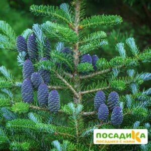 Пихта корейская (Abies koreana) купить по цене от 450.00р. в интернет-магазине «Посадика» с доставкой почтой в в Новый Уренгойе и по всей России – [изображение №1].