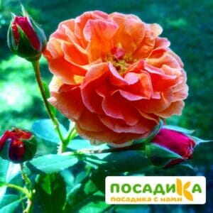 Роза Арабия купить по цене от 350.00р. в интернет-магазине «Посадика» с доставкой почтой в в Новый Уренгойе и по всей России – [изображение №1].