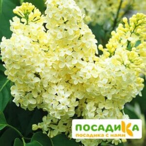 Сирень Примроуз (Primrose) купить по цене от 529.00р. в интернет-магазине «Посадика» с доставкой почтой в в Новый Уренгойе и по всей России – [изображение №1].