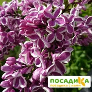 Сирень Сенсация купить по цене от 529.00р. в интернет-магазине «Посадика» с доставкой почтой в в Новый Уренгойе и по всей России – [изображение №1].