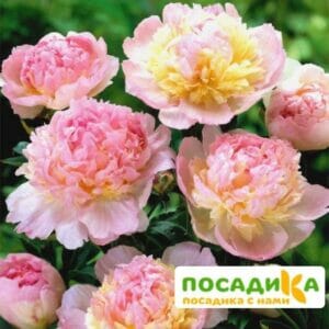 Пион Распберри Сандей (Paeonia Raspberry Sundae) купить по цене от 959р. в интернет-магазине «Посадика» с доставкой почтой в в Новый Уренгойе и по всей России – [изображение №1].