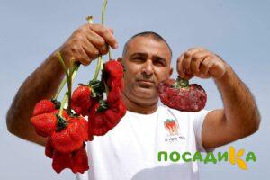 Клубника Гигант Джорнея купить по цене от 266р. в интернет-магазине «Посадика» с доставкой почтой в в Новый Уренгойе и по всей России – [изображение №1].