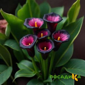 Калла Аура Лейс купить по цене от 400р. в интернет-магазине «Посадика» с доставкой почтой в в Новый Уренгойе и по всей России – [изображение №1].
