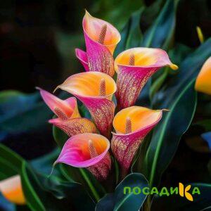 Калла Оникс купить по цене от 450р. в интернет-магазине «Посадика» с доставкой почтой в в Новый Уренгойе и по всей России – [изображение №1].