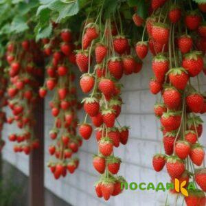Клубника вьющаяся Комплимент купить по цене от 470р. в интернет-магазине «Посадика» с доставкой почтой в в Новый Уренгойе и по всей России – [изображение №1].
