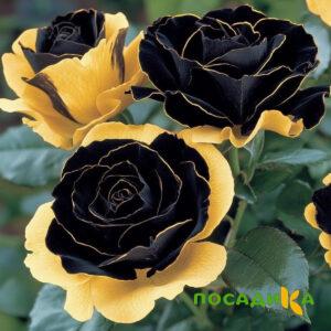 Роза Ханни Сикл купить по цене от 700р. в интернет-магазине «Посадика» с доставкой почтой в в Новый Уренгойе и по всей России – [изображение №1].