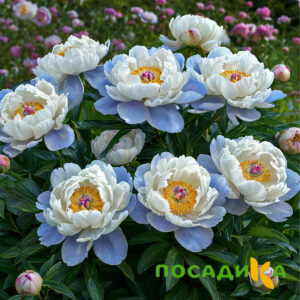 Пион акварельный Этюд купить по цене от 806р. в интернет-магазине «Посадика» с доставкой почтой в в Новый Уренгойе и по всей России – [изображение №1].