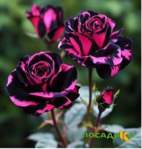 Роза Багровый Шепот купить по цене от 366р. в интернет-магазине «Посадика» с доставкой почтой в в Новый Уренгойе и по всей России – [изображение №1].