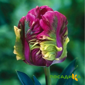 Тюльпан Экзотик Хэвен купить по цене от 186р. в интернет-магазине «Посадика» с доставкой почтой в в Новый Уренгойе и по всей России – [изображение №1].