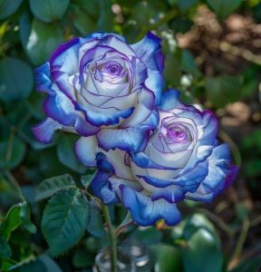 Роза Пэтолз Хоуп купить по цене от 333р. в интернет-магазине «Посадика» с доставкой почтой в в Новый Уренгойе и по всей России – [изображение №1].