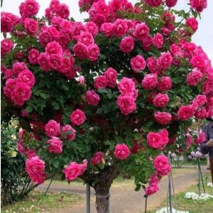 Роза Версаля купить по цене от 232р. в интернет-магазине «Посадика» с доставкой почтой в в Новый Уренгойе и по всей России – [изображение №1].