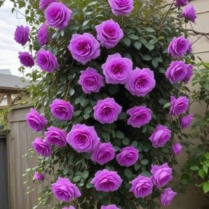 Роза Мистик Уайт купить по цене от 620р. в интернет-магазине «Посадика» с доставкой почтой в в Новый Уренгойе и по всей России – [изображение №1].