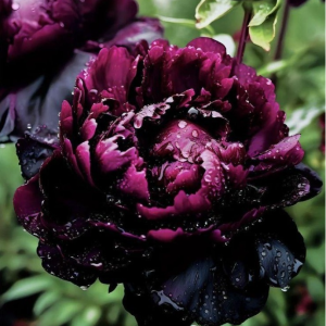 Пион Темный Сад купить по цене от 421р. в интернет-магазине «Посадика» с доставкой почтой в в Новый Уренгойе и по всей России – [изображение №1].