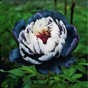 Пион Древовидный Инь-Янь купить по цене от 419р. в интернет-магазине «Посадика» с доставкой почтой в в Новый Уренгойе и по всей России – [изображение №1].