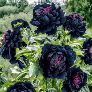 Пион древовидный Сердце Афродиты купить по цене от 600р. в интернет-магазине «Посадика» с доставкой почтой в в Новый Уренгойе и по всей России – [изображение №1].