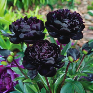 Пион Королевский Бархат купить по цене от 419р. в интернет-магазине «Посадика» с доставкой почтой в в Новый Уренгойе и по всей России – [изображение №1].