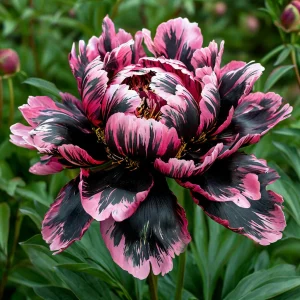 Пион Дроп Руби купить по цене от 469р. в интернет-магазине «Посадика» с доставкой почтой в в Новый Уренгойе и по всей России – [изображение №1].