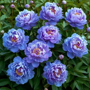 Пион Голубой лотос купить по цене от 590р. в интернет-магазине «Посадика» с доставкой почтой в в Новый Уренгойе и по всей России – [изображение №1].