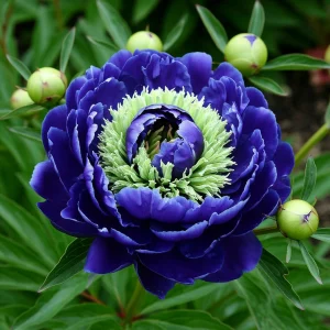 Пион Дримвивер купить по цене от 417р. в интернет-магазине «Посадика» с доставкой почтой в в Новый Уренгойе и по всей России – [изображение №1].