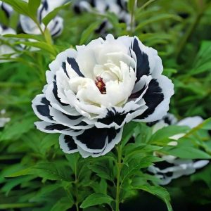 Пион Монохромный Шик купить по цене от 429р. в интернет-магазине «Посадика» с доставкой почтой в в Новый Уренгойе и по всей России – [изображение №1].