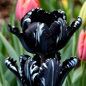 Тюльпан Шелк Нуар купить по цене от 219р. в интернет-магазине «Посадика» с доставкой почтой в в Новый Уренгойе и по всей России – [изображение №1].