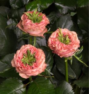 Роза Амбер Инчант купить по цене от 495р. в интернет-магазине «Посадика» с доставкой почтой в в Новый Уренгойе и по всей России – [изображение №1].