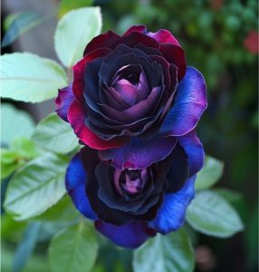 Роза Скарлет Рэвери купить по цене от 489р. в интернет-магазине «Посадика» с доставкой почтой в в Новый Уренгойе и по всей России – [изображение №1].