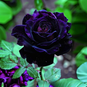 Роза Блэк Пантер купить по цене от 319р. в интернет-магазине «Посадика» с доставкой почтой в в Новый Уренгойе и по всей России – [изображение №1].