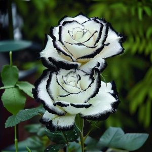 Роза Силк Ивин купить по цене от 319р. в интернет-магазине «Посадика» с доставкой почтой в в Новый Уренгойе и по всей России – [изображение №1].