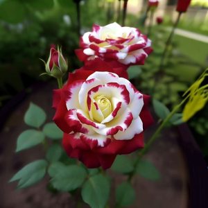 Роза Роял Глом купить по цене от 401р. в интернет-магазине «Посадика» с доставкой почтой в в Новый Уренгойе и по всей России – [изображение №1].