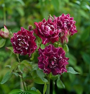 Роза Опаловый Пейзаж купить по цене от 490р. в интернет-магазине «Посадика» с доставкой почтой в в Новый Уренгойе и по всей России – [изображение №1].