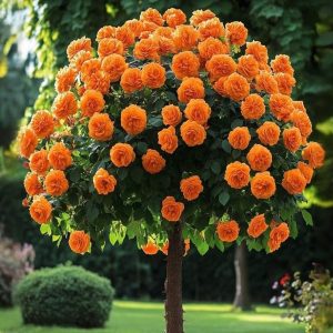 Роза Солнечный Шарм купить по цене от 349р. в интернет-магазине «Посадика» с доставкой почтой в в Новый Уренгойе и по всей России – [изображение №1].