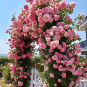 Роза Пастель Розе купить по цене от 605р. в интернет-магазине «Посадика» с доставкой почтой в в Новый Уренгойе и по всей России – [изображение №1].