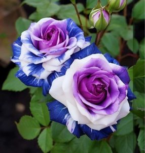 Роза Айвори Каскад купить по цене от 420р. в интернет-магазине «Посадика» с доставкой почтой в в Новый Уренгойе и по всей России – [изображение №1].