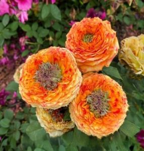 Роза Золотой Мираж купить по цене от 420р. в интернет-магазине «Посадика» с доставкой почтой в в Новый Уренгойе и по всей России – [изображение №1].