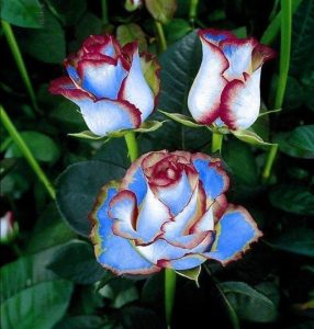 Роза Сафайер Пэтл купить по цене от 450р. в интернет-магазине «Посадика» с доставкой почтой в в Новый Уренгойе и по всей России – [изображение №1].